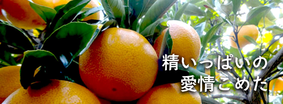 三ヶ日 たいこ農園のみかん