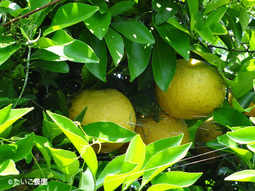 たいこ農園｜夏みかん