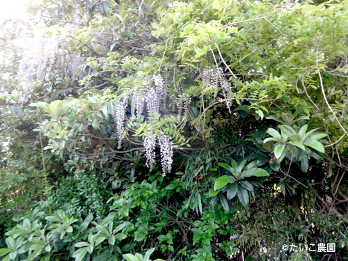 たいこ農園｜みかん畑の脇の藤の花