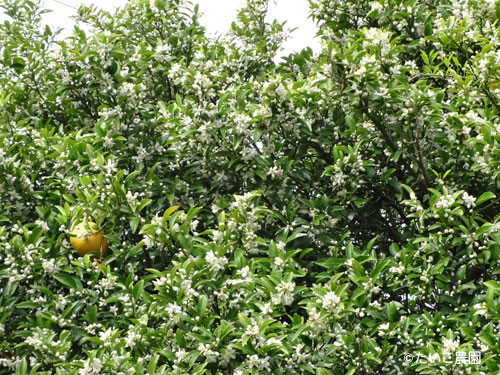 たいこ農園｜甘夏の木が花盛り