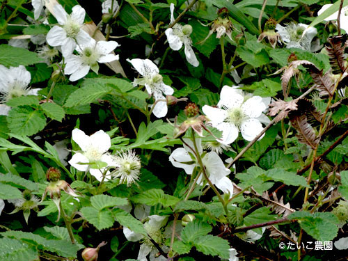 たいこ農園｜野苺の花