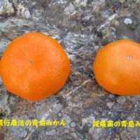 たいこ農園　　青島みかん、慣行農法と減農薬の実の比較