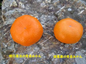 たいこ農園　　青島みかん、慣行農法と減農薬の実の比較