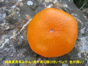 たいこ農園　　減農薬青島みかん