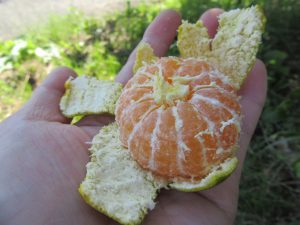 たいこ農園, 極早生みかん青切り